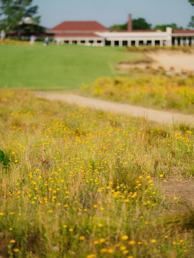 Dandelions around Pinehurst No. 2