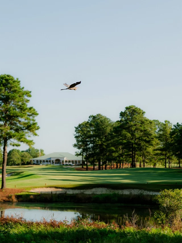 A walk around Pinehurst No. 8